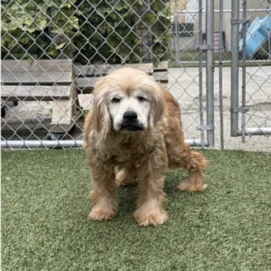 Milton - Cocker Spaniel