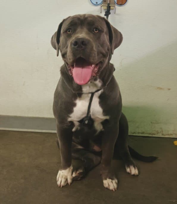 Martha - Pit Bull Terrier