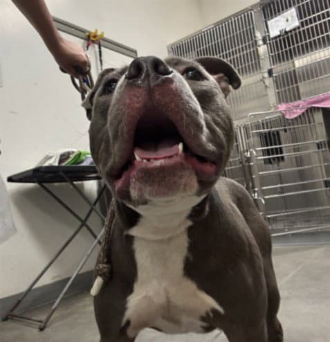 Peter - Pit Bull Terrier