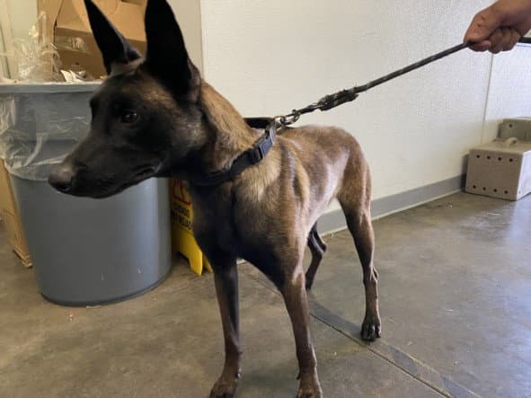 Sophie - Belgian Shepherd Malinois