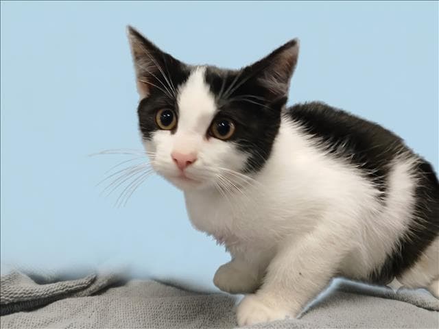 Choi - Domestic Short Hair