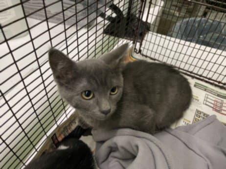 Su-Bin - Domestic Short Hair
