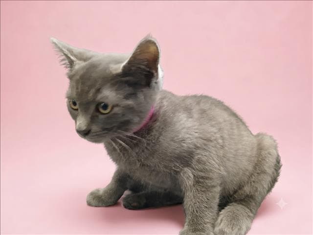 Su-Bin - Domestic Short Hair