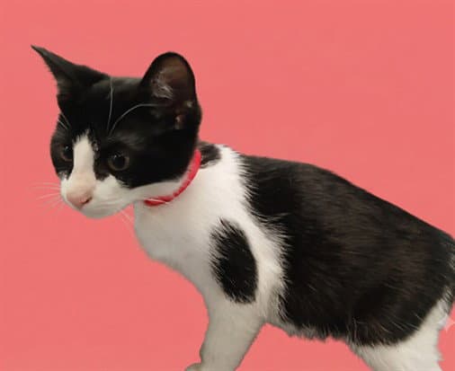 Hyung - Domestic Short Hair