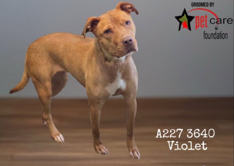 Neytiri - American Staffordshire Terrier