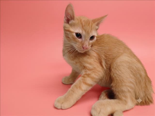 Joshua - Domestic Short Hair