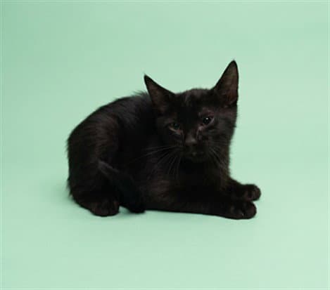 James - Domestic Short Hair