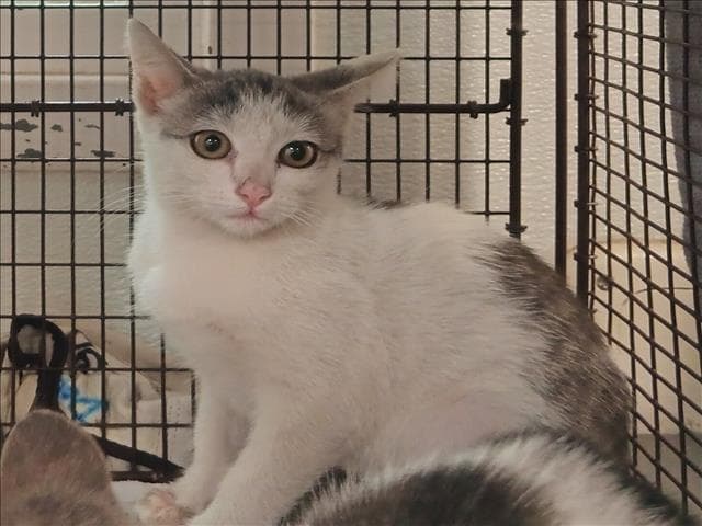 Unknown - Domestic Short Hair