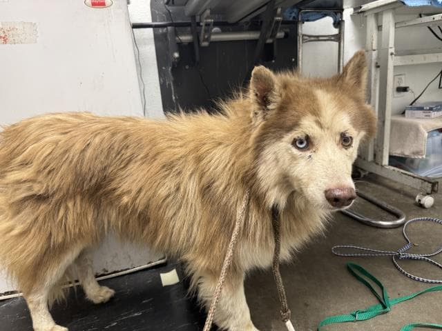 Arby - Siberian Husky
