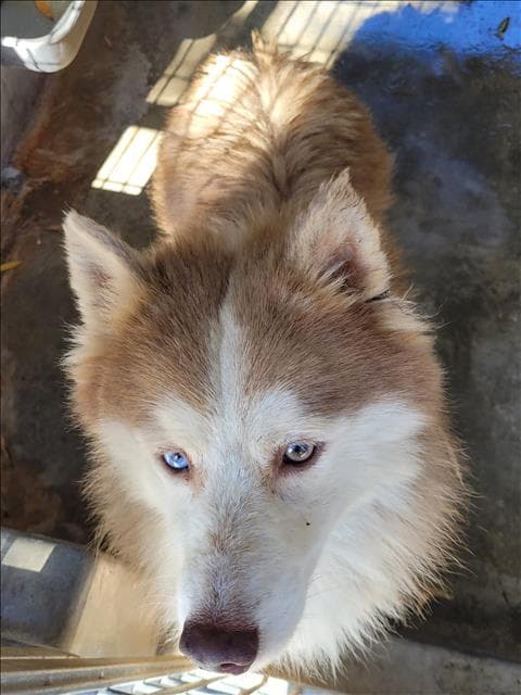 Arby - Siberian Husky