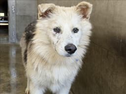 Barney image 1