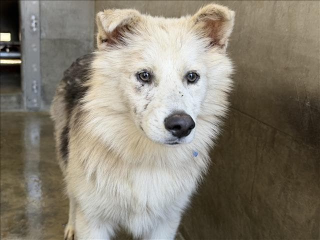 Barney - Siberian Husky
