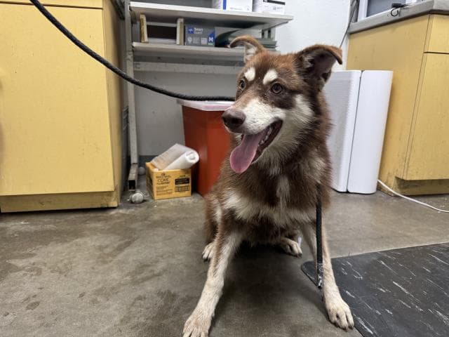 Clarabell - Siberian Husky