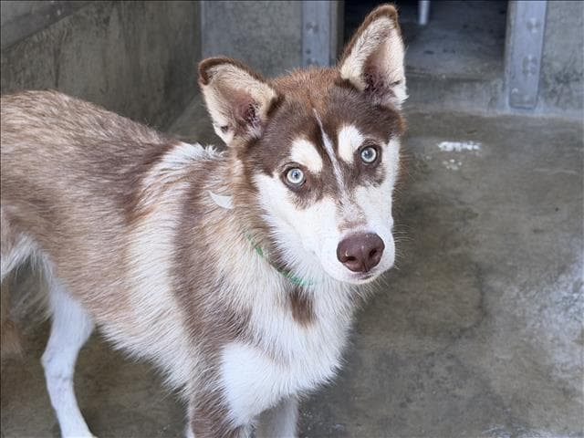 Danny - Siberian Husky