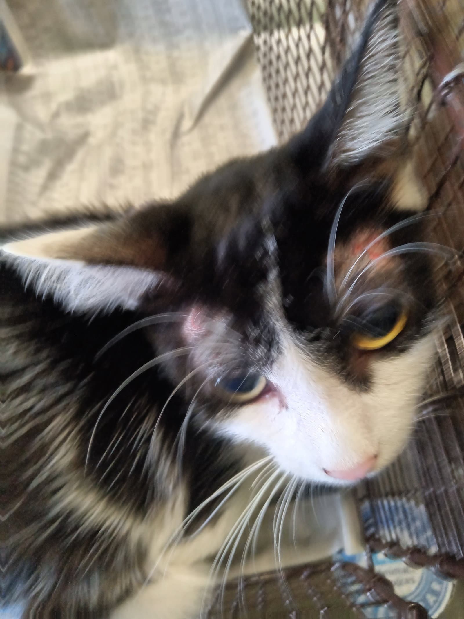 Meme - Domestic Short Hair