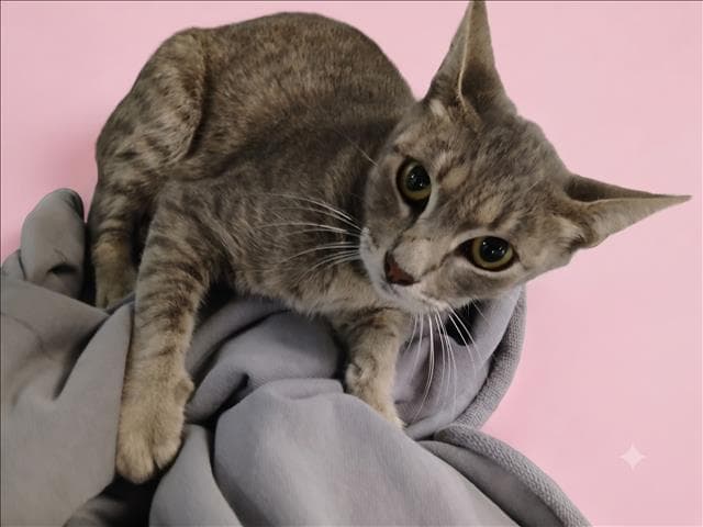 Tina - Domestic Short Hair