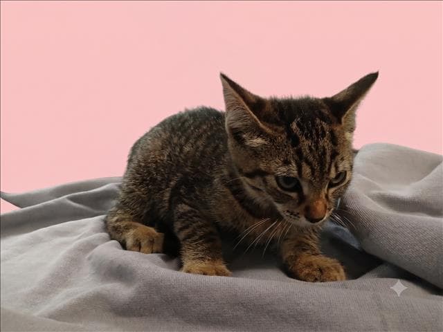 Liana - Domestic Short Hair