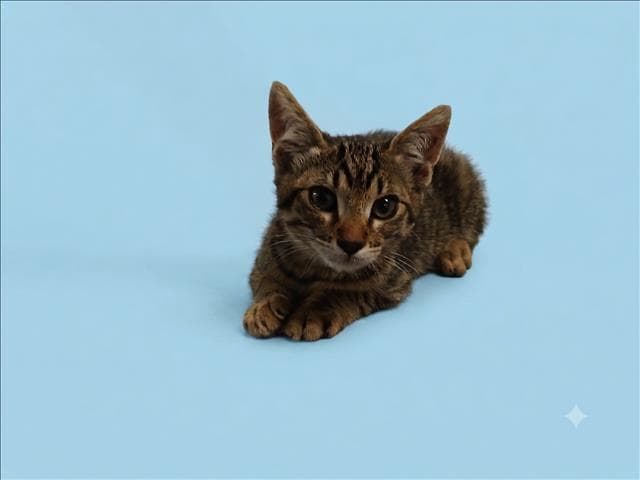 Devin - Domestic Short Hair