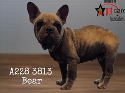 Bear image 1