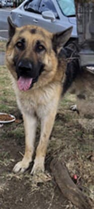 Marco - German Shepherd Dog