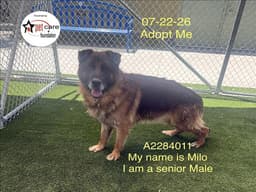 Milo image 1
