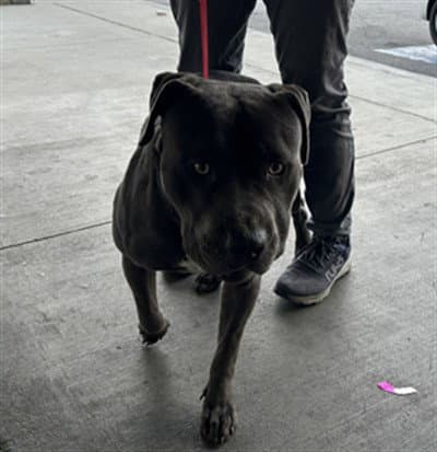 Tokyo - Pit Bull Terrier