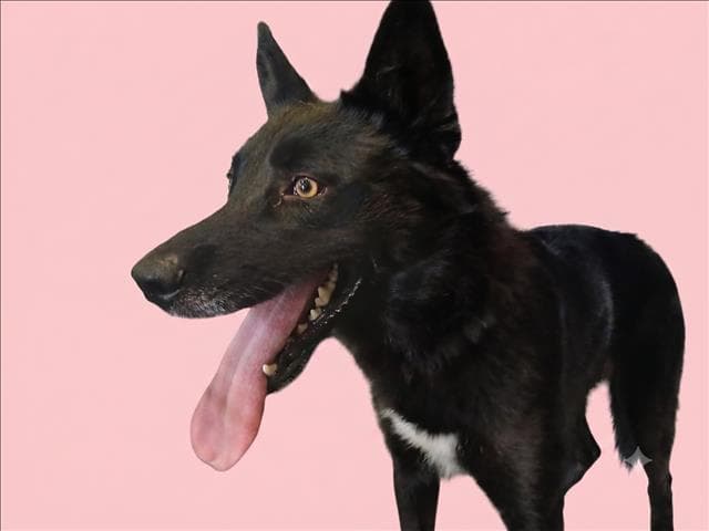 Sydney - Husky