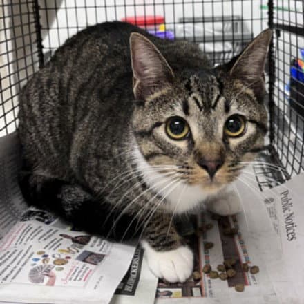 Keyfora - Domestic Short Hair