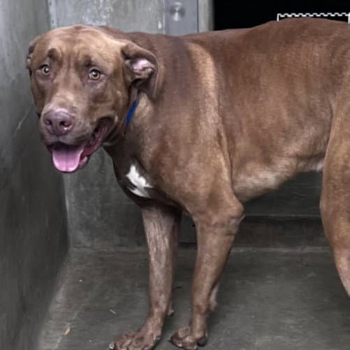 Wolf - Pit Bull Terrier