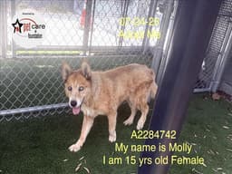Molly image 1