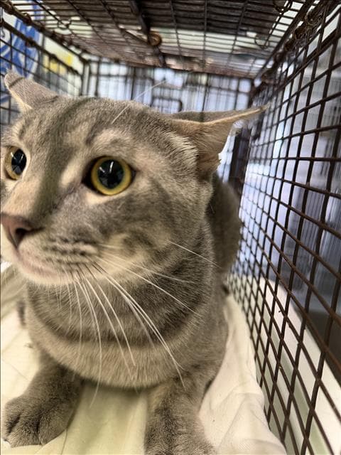 Poppy - Domestic Short Hair