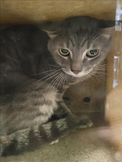 Poppy - Domestic Short Hair