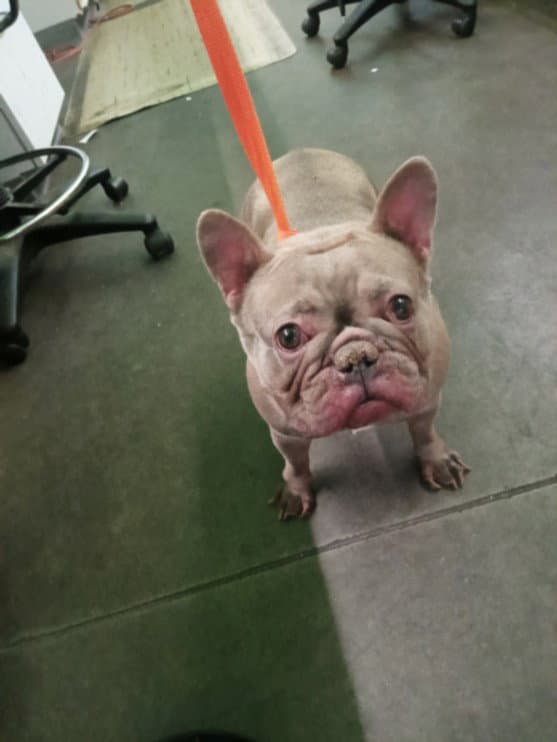 Blanche - French Bulldog