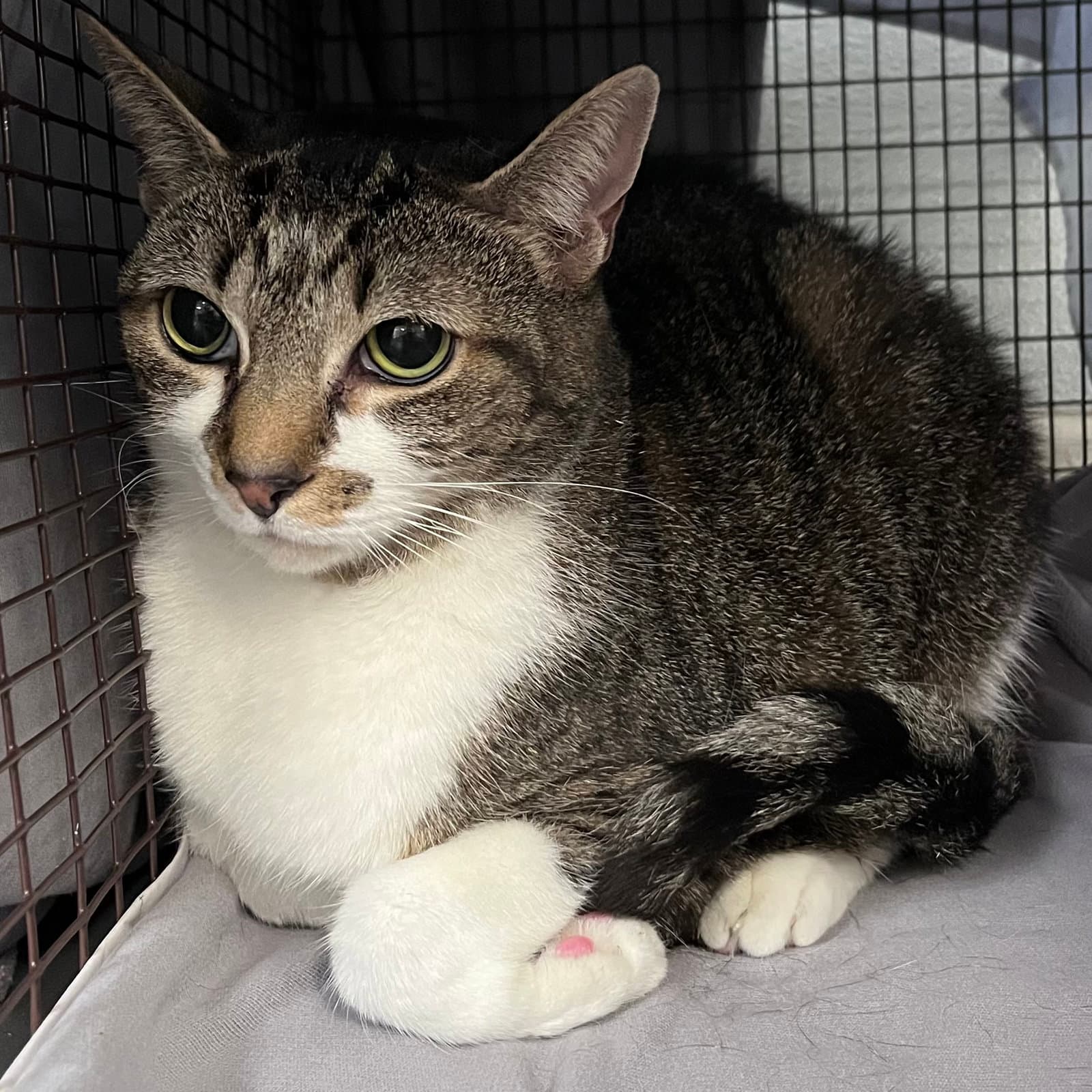 Saffron - Domestic Short Hair