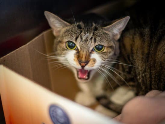 Saffron - Domestic Short Hair