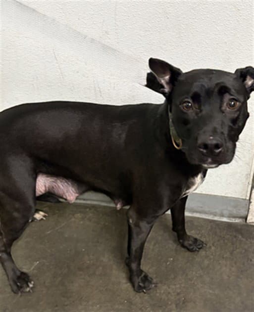 Kiara - Pit Bull Terrier