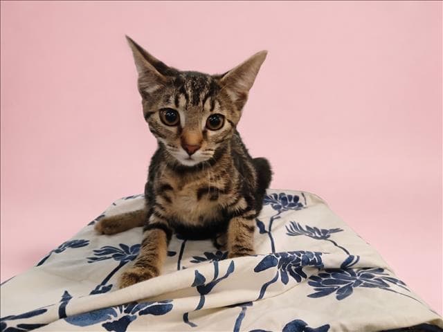 Antonia - Domestic Short Hair