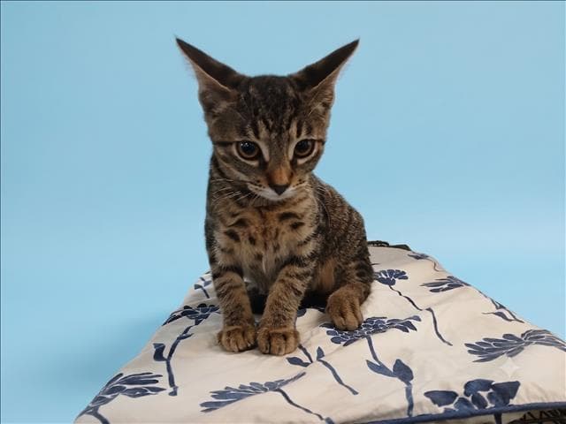 Antonio - Domestic Short Hair