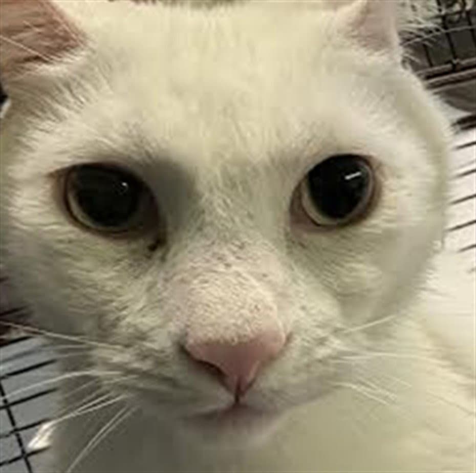 Chowder - Domestic Short Hair