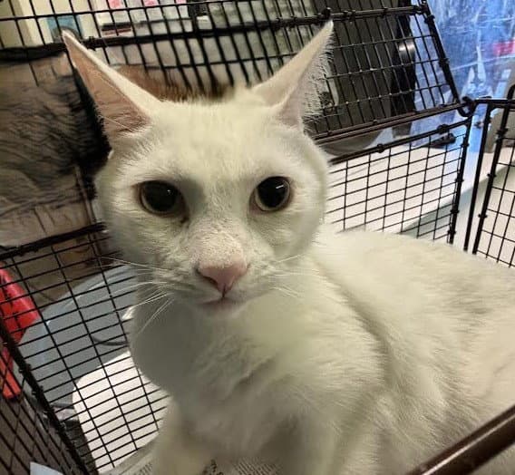 Chowder - Domestic Short Hair