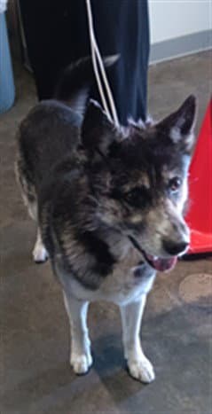 Grampo - German Shepherd Dog