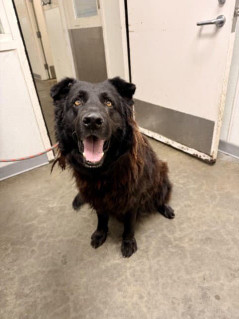 Bagheera - Chesapeake Bay Retriever
