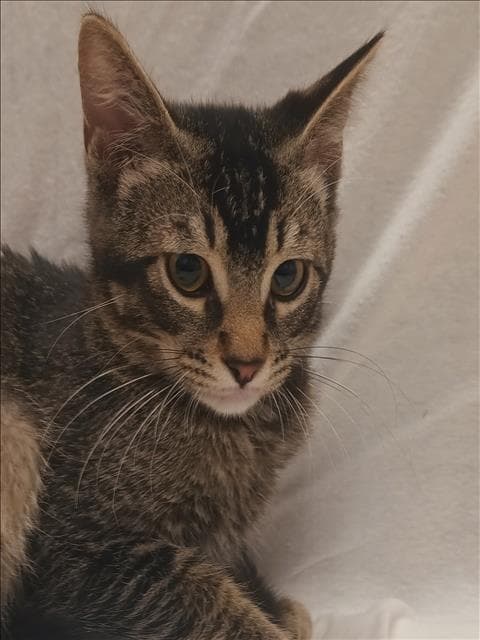 Unknown - Domestic Short Hair