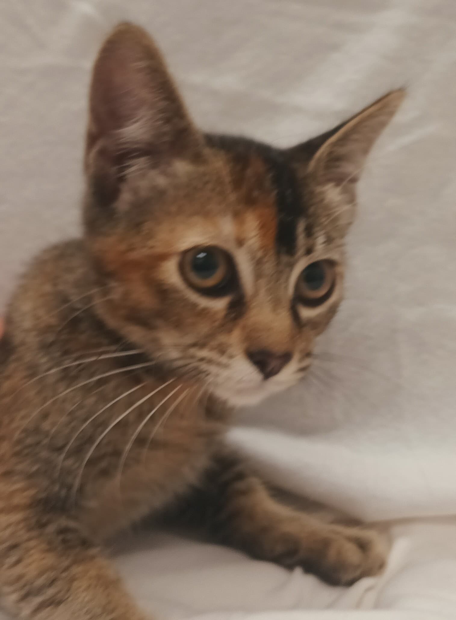 Unknown - Domestic Short Hair