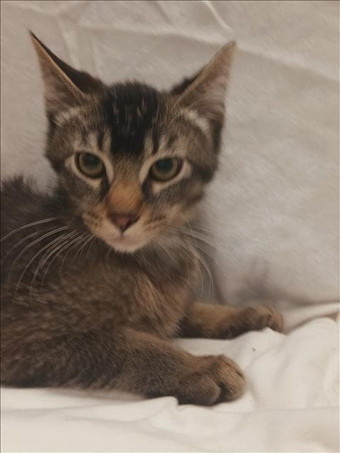 Unknown - Domestic Short Hair