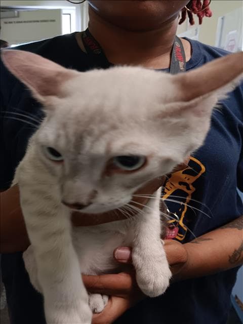 Tiger - Domestic Short Hair