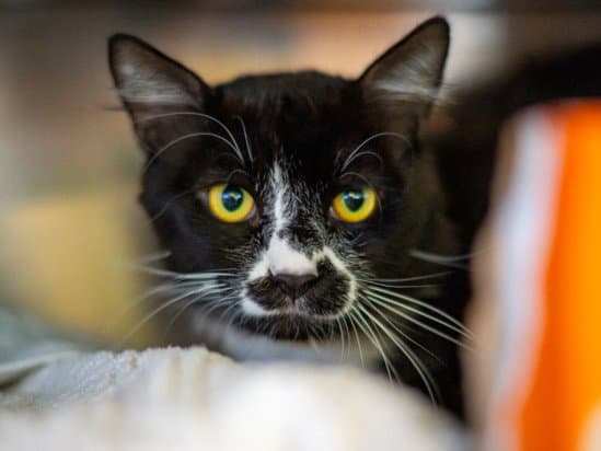 Kaya - Domestic Short Hair