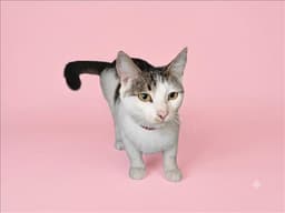 Lulu image 1
