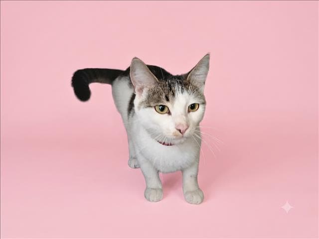 Lulu - Domestic Short Hair