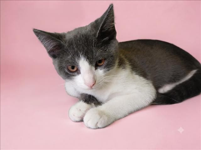 Unknown - Domestic Short Hair
